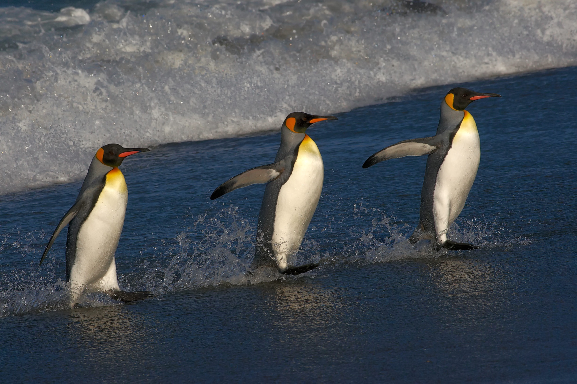 Königspinguine am Strand der Salisbury Plain, Süd Georgien